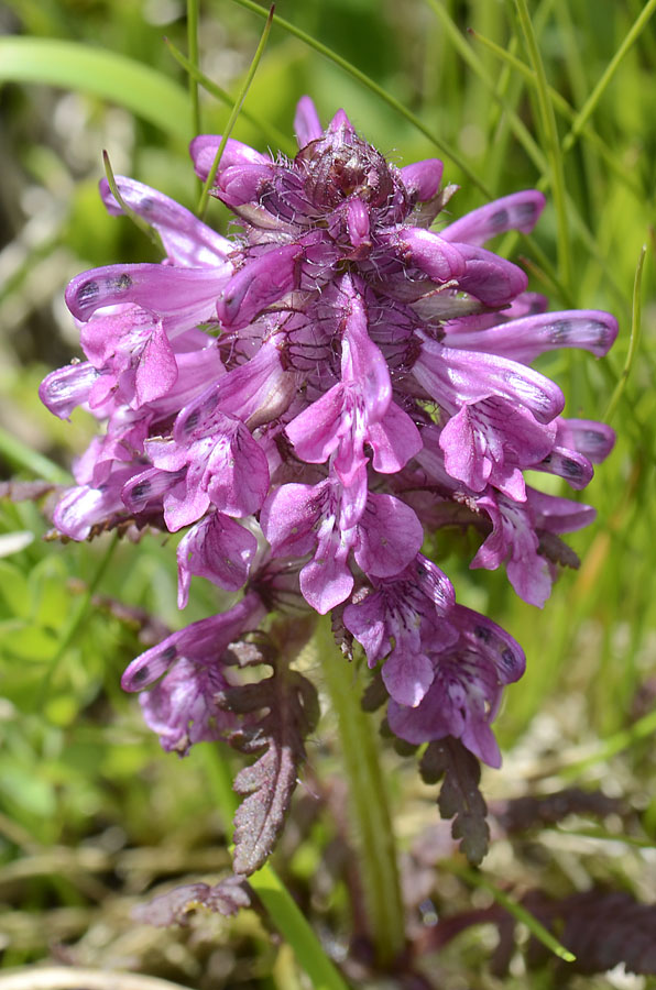 Pedicularis verticillata / Pedicolare a foglie verticillate